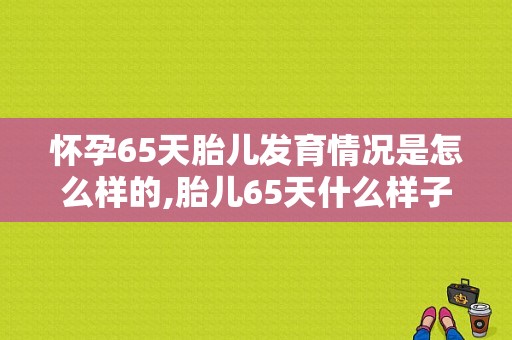 怀孕65天胎儿发育情况是怎么样的,胎儿65天什么样子