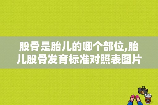 股骨是胎儿的哪个部位,胎儿股骨发育标准对照表图片