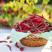 孕妇可以吃辣椒炒菜吗？能不能吃,怀孕期间可以吃辣椒吗有影响吗