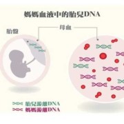 请问，孕妇怀孕时血液中可以检测出胎儿DNA,腹中的胎儿能验血吗准吗
