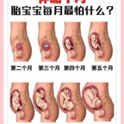 孕期胎儿十月发育过程图（一到十月婴儿的表现）