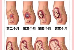 孕期胎儿十月发育过程图（一到十月婴儿的表现）