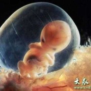 b超看胎儿性别（b超看胎儿性别）