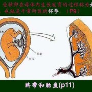 胎儿什么时候有胎盘（胎儿什么时候有胎盘和脐带）