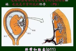 胎儿什么时候有胎盘（胎儿什么时候有胎盘和脐带）