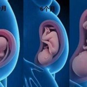 怀孕6月胎儿图片（2021怀孕的属相）