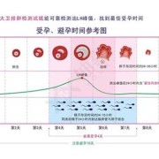 怀孕期间还会排卵吗（女生怀孕期间还会排卵吗）