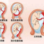 胎儿什么时候长胎盘（多久周开始长胎盘）