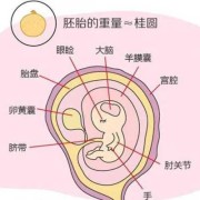 胎儿心脏位置（胎儿心脏位置不好怎么活动）