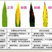 孕期缺磷（孕期缺磷）