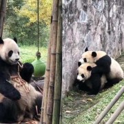 熊猫孕期（熊猫孕期多长时间）
