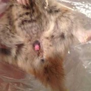 小猫生出来肠子在外面怎么办,胎儿肠外翻图片
