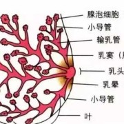 孕妈妈的乳房什么时候开始分泌乳汁呀,孕期乳房分泌的水性液体是什么
