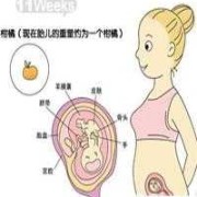 孕期11周（孕妇十一周胎儿有多大?怎么测）