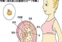 孕期11周（孕妇十一周胎儿有多大?怎么测）