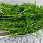孕期可以吃茴香菜吗（孕期可以吃茴香菜吗）