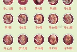 怀孕15周胎儿有多大，怀孕15周的注意事项,怀孕15周胎儿有多大