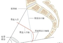 怀孕四个月孩子股骨弯曲成角怎么办呢,胎儿股骨弯曲会变直吗图片