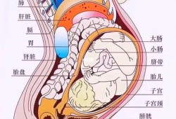 胎儿会踢到膀胱吗（胎儿会踢到膀胱吗图片）