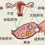 孕期外阴疼