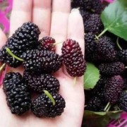 孕妇吃桑葚对胎儿好吗（桑葚叶煮水怀孕六个月的孕妇可以吃吗）
