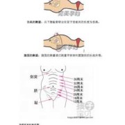 根据宫高和腹围能算出胎儿体重吗,宫高腹围测胎儿体重计算公式