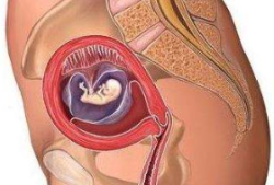 孕9周如何判断胎儿正常？方法是什么啊,九周的胎儿有多大图片