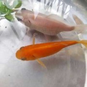 为什么金鱼老是翻白肚皮？这是什么病？要怎么处理,孕期肚子白白的是怀女儿吗