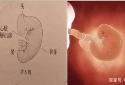 孕八周宝宝在肚子哪个位置,八周大的胎儿图片大全