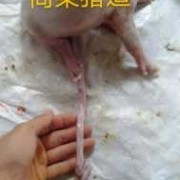 胎儿脐带有几条（怎样判断猪能下多少仔）