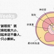 怎么判断胎儿大小（怎么判断胎儿大小）