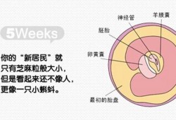 怎么判断胎儿大小（怎么判断胎儿大小）