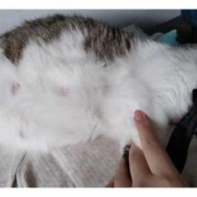 母猫怀孕了怎么办,猫怀孕期多久