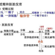 胎儿在母体子宫内发育时所需要的养料和氧气的获得是通过什么,胎儿氧气从哪里来