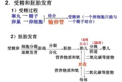 胎儿在母体子宫内发育时所需要的养料和氧气的获得是通过什么,胎儿氧气从哪里来