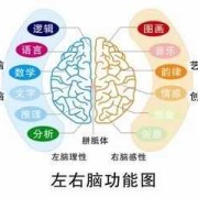 选择爱育幼童进行宝宝的全脑开发正确吗,胎儿前全脑发生的机率