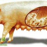 怀孕80天的胎儿图（母猪怀孕50多天的胎儿多大）