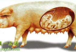怀孕80天的胎儿图（母猪怀孕50多天的胎儿多大）