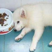我家狗狗怀孕了，之前食欲很好，现在突然食欲不振，而且很没有精神，老是睡觉，给它饭也不吃，怎么了这是,怀孕期间不吃晚饭好吗有影响吗