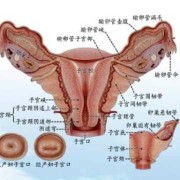 女性的外部生理结构解剖,