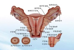 女性的外部生理结构解剖,