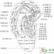 人的耳朵几岁发育完全,胎儿耳朵发育时间表