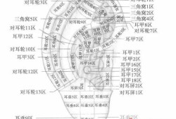 人的耳朵几岁发育完全,胎儿耳朵发育时间表