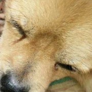 孕期眼睛流泪（狗狗怀孕了经常流眼屎正常吗）
