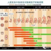 孕期准妈妈（孕期准妈妈药物代谢特点）