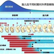 胎儿几个月听力发育完全,胎儿能听到外面的声音吗