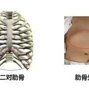 胎儿肋骨图（胎儿肋骨图片）