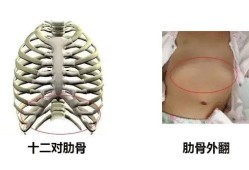 胎儿肋骨图（胎儿肋骨图片）