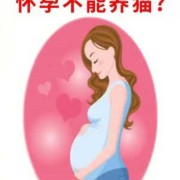 孕妇养猫对胎儿的危害（孕妇养猫对胎儿的危害有多大）
