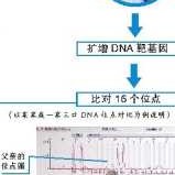 怀孕多久可以做DNA鉴定呢，对胎儿会有危害吗,孕期几个月可以做亲子鉴定检查